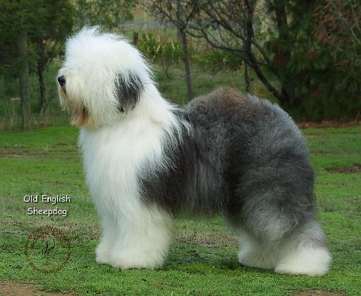 Old English Sheepdog 9F054D-18.JPG